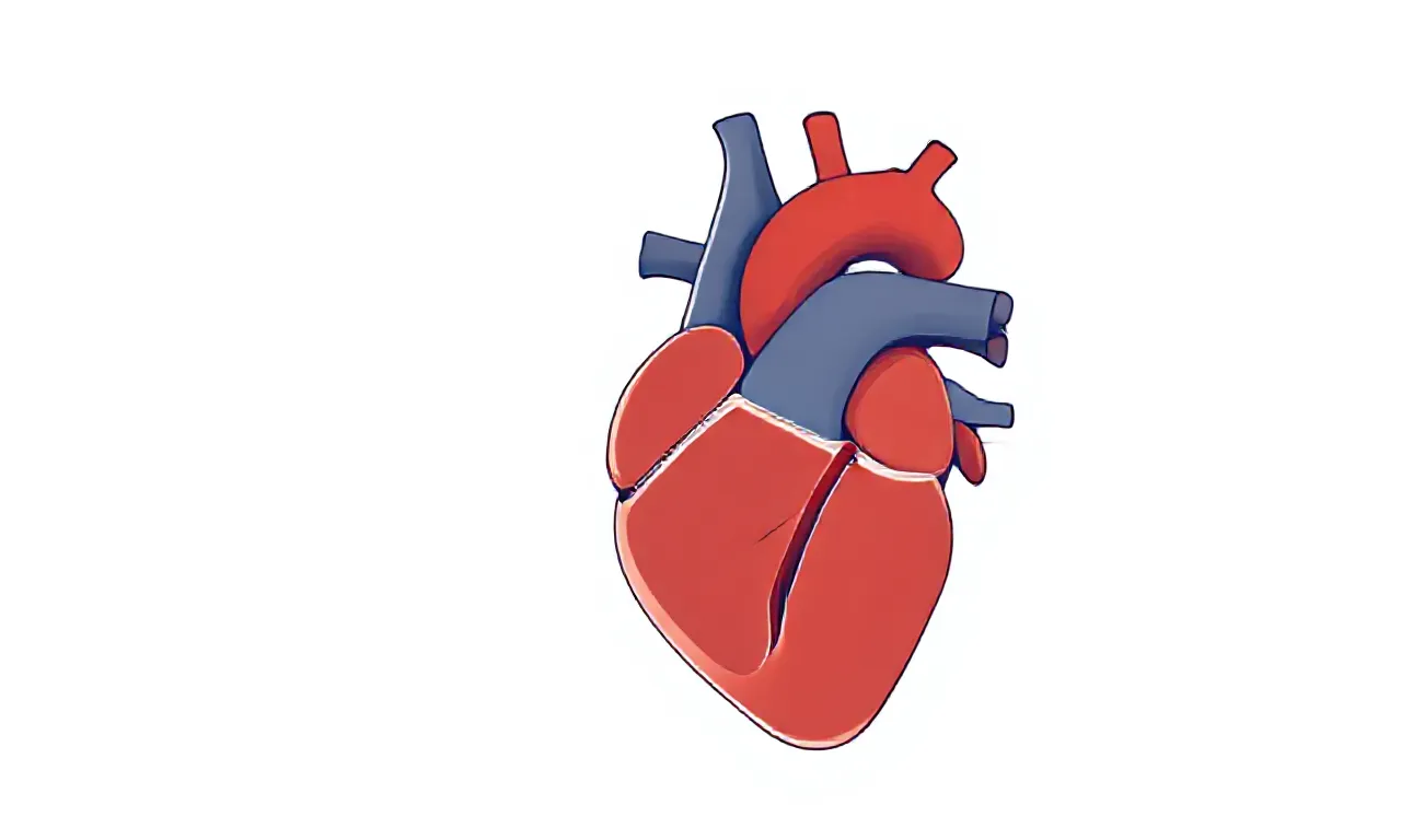 O que é insuficiência mitral e como ela afeta o funcionamento do coração?